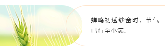 样式ID：159505 二十四节气小满左右图文橙色简约样式