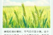 小满公众号排版不用愁｜2026节气风样式模板免费获取指南