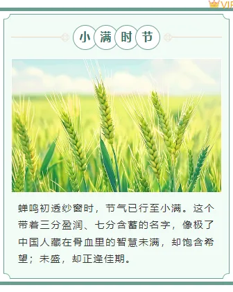 小满公众号排版不用愁|2026节气风样式模板免费获取指南 8 样式ID:159441 二十四节气小满上下图文绿色简约样式