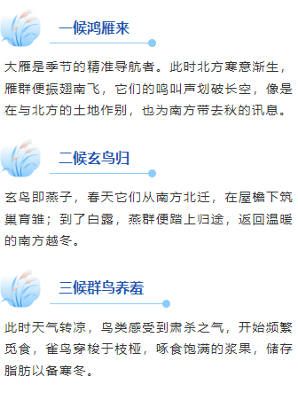 样式ID：163608 白露节气段落正文古风蓝色样式