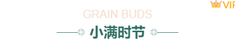 小满公众号排版不用愁|2026节气风样式模板免费获取指南 3 样式ID:159451 二十四节气小满主副标题绿色简约样式,(艺术字体样式使用时无法修改文字)