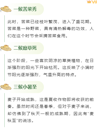 小满公众号排版不用愁|2026节气风样式模板免费获取指南 5 样式ID:159414 小满节气段落正文简约绿色样式