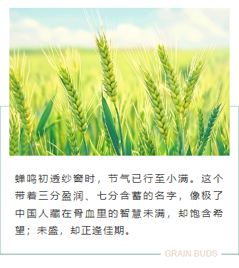 小满公众号排版不用愁|2026节气风样式模板免费获取指南 9 样式ID:159440 二十四节气小满上下图文绿色简约样式