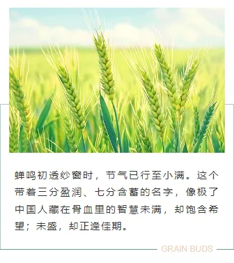 小满公众号排版不用愁|2026节气风样式模板免费获取指南 9 样式ID:159440 二十四节气小满上下图文绿色简约样式