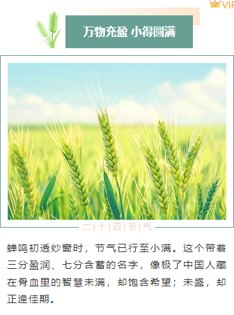 小满公众号排版不用愁|2026节气风样式模板免费获取指南 7 样式ID:159442 二十四节气小满上下图文绿色简约样式