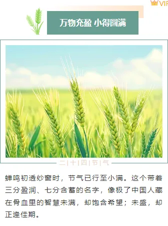 小满公众号排版不用愁|2026节气风样式模板免费获取指南 7 样式ID:159442 二十四节气小满上下图文绿色简约样式