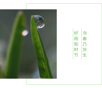 样式ID：139287 传统二十四节气雨水竖排文字左右图文绿色简约样式