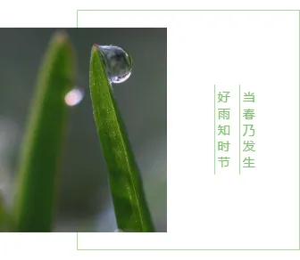 2026雨水公众号排版怎么做?5款必备样式+4套精选模板推荐 7 样式ID:139287 传统二十四节气雨水竖排文字左右图文绿色简约样式