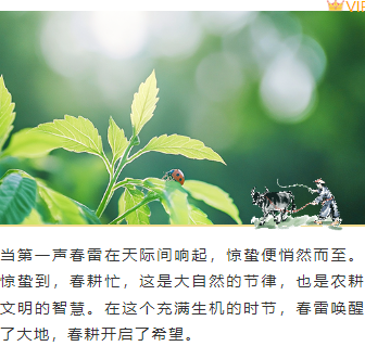 样式ID：156229 惊蛰节气上下图文简约绿色样式