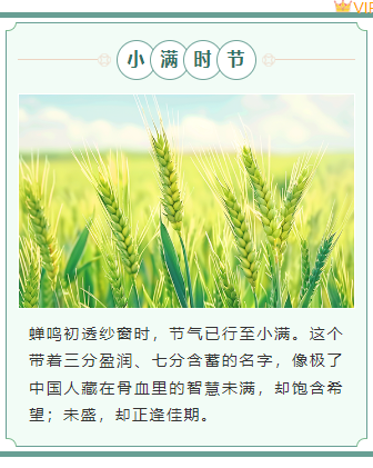 样式ID：159441 二十四节气小满上下图文绿色简约样式