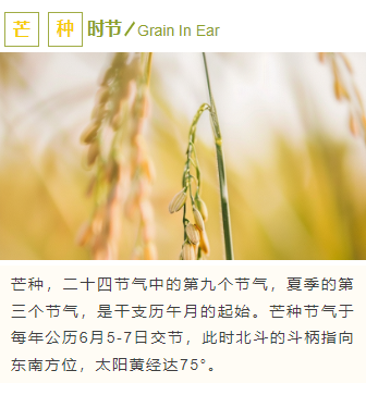 样式ID：128136 二十四节气芒种简约清新上下图文