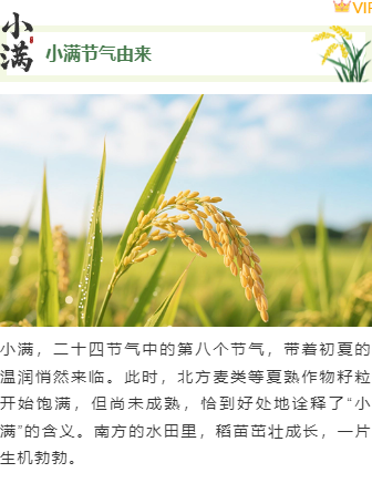 样式ID：159413 小满节气上下图文简约绿色样式