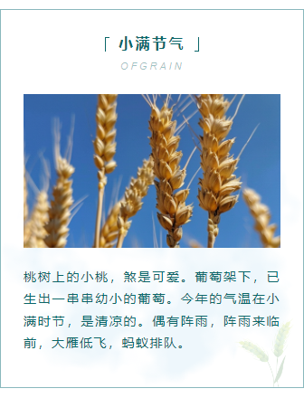 样式ID：103931 中国传统二十四节气小满边框正文
