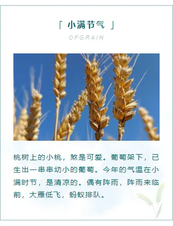 2026小满公众号排版指南|实用样式与模板全推荐 5 样式ID:103931 中国传统二十四节气小满边框正文