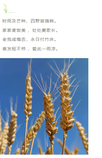 样式ID：104206 二十四节气芒种绿色简约麦穗上下图文