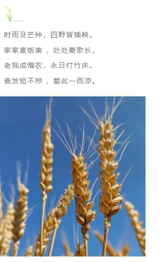 样式ID：104206 二十四节气芒种绿色简约麦穗上下图文