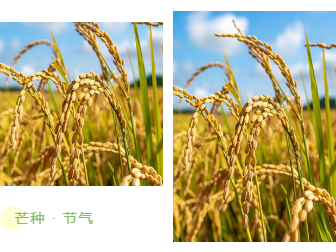 样式ID：104199 二十四节气芒种绿色简约麦穗左右图片