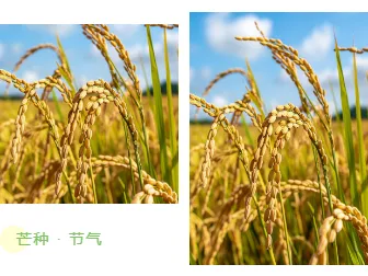 样式ID：104199 二十四节气芒种绿色简约麦穗左右图片