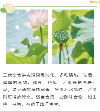 样式ID：161814 三伏养生上下图文绿色清新样式