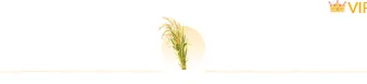 样式ID：160050 芒种节气分割线简约黄色绿色样式