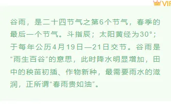 节气公众号排版素材哪里找?2026实用样式与模板大揭秘 12 样式ID:103335 二十四节气谷雨绿色清新底色动图正文