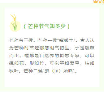 样式ID：104197 二十四节气芒种绿色简约麦穗框线正文