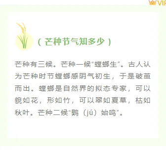 样式ID：104197 二十四节气芒种绿色简约麦穗框线正文