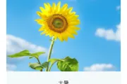 2026夏日公众号排版指南｜样式素材与模板全攻略