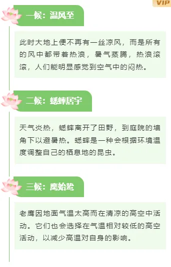 2026小暑公众号排版素材|样式免费获取一键套用 5 样式ID:161276 小暑节气段落正文简约绿色样式