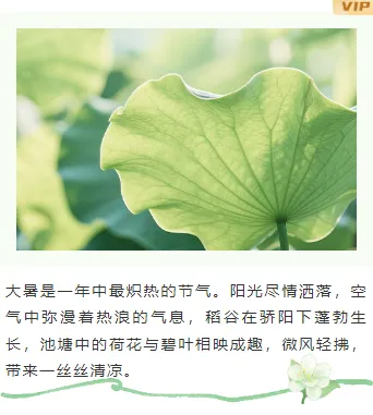 大暑公众号排版不用愁|2026样式素材大放送 10 样式ID:161737 大暑节气上下图文清新水彩绿色样式