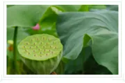 还在为贴秋膘排版发愁？2026公众号素材与样式推荐，一招搞定食欲感推文