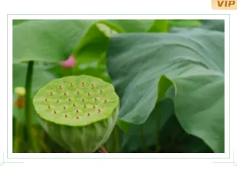 还在为贴秋膘排版发愁?2026公众号素材与样式推荐,一招搞定食欲感推文 17 样式ID:116990 二十四节气处暑极简清新单图