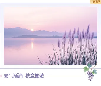 还在为贴秋膘排版发愁?2026公众号素材与样式推荐,一招搞定食欲感推文 16 样式ID:163021 处暑节气单图简约紫色样式