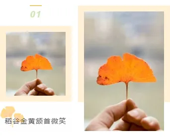 样式ID：106154 秋分清新简约黄色边框双图序号上下图文