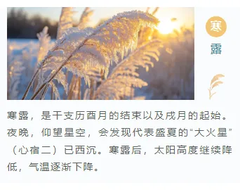 寒露习俗公众号排版素材推荐:5套模板+14款样式,轻松排出秋日氛围感 11 样式ID:118776 二十四节气寒露简约清新上下图文