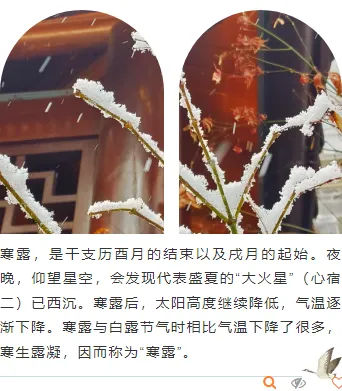 2026寒露节气公众号排版素材推荐:标题样式、正文模板一次配齐 8 样式ID:133702 寒露节气清新绿色简约上下图文