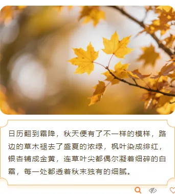 2026霜降节气公众号排版素材推荐|样式模板免费获取 15 样式ID:165296 霜降节气上下图文古风橙色样式