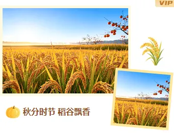 样式ID：177705 秋分丰收节双图简约橙色黄色样式