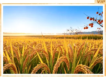 样式ID：177709 秋分丰收节单图简约橙色黄色样式