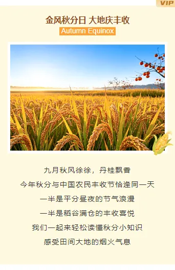 样式ID：177710 秋分丰收节上下图文简约橙色黄色样式