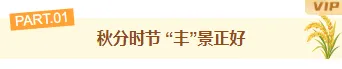 样式ID：177719 秋分丰收节编号标题简约橙色黄色样式