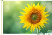 教师节公众号推文怎么做？2026年最全SVG效果与排版攻略