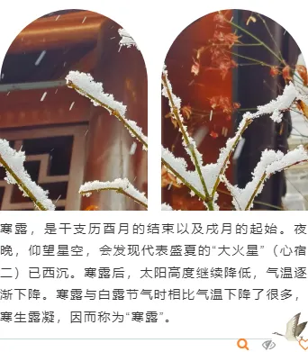 2026寒露校园公众号排版素材推荐|样式模板一键套用 14 样式ID:133702 寒露节气清新绿色简约上下图文